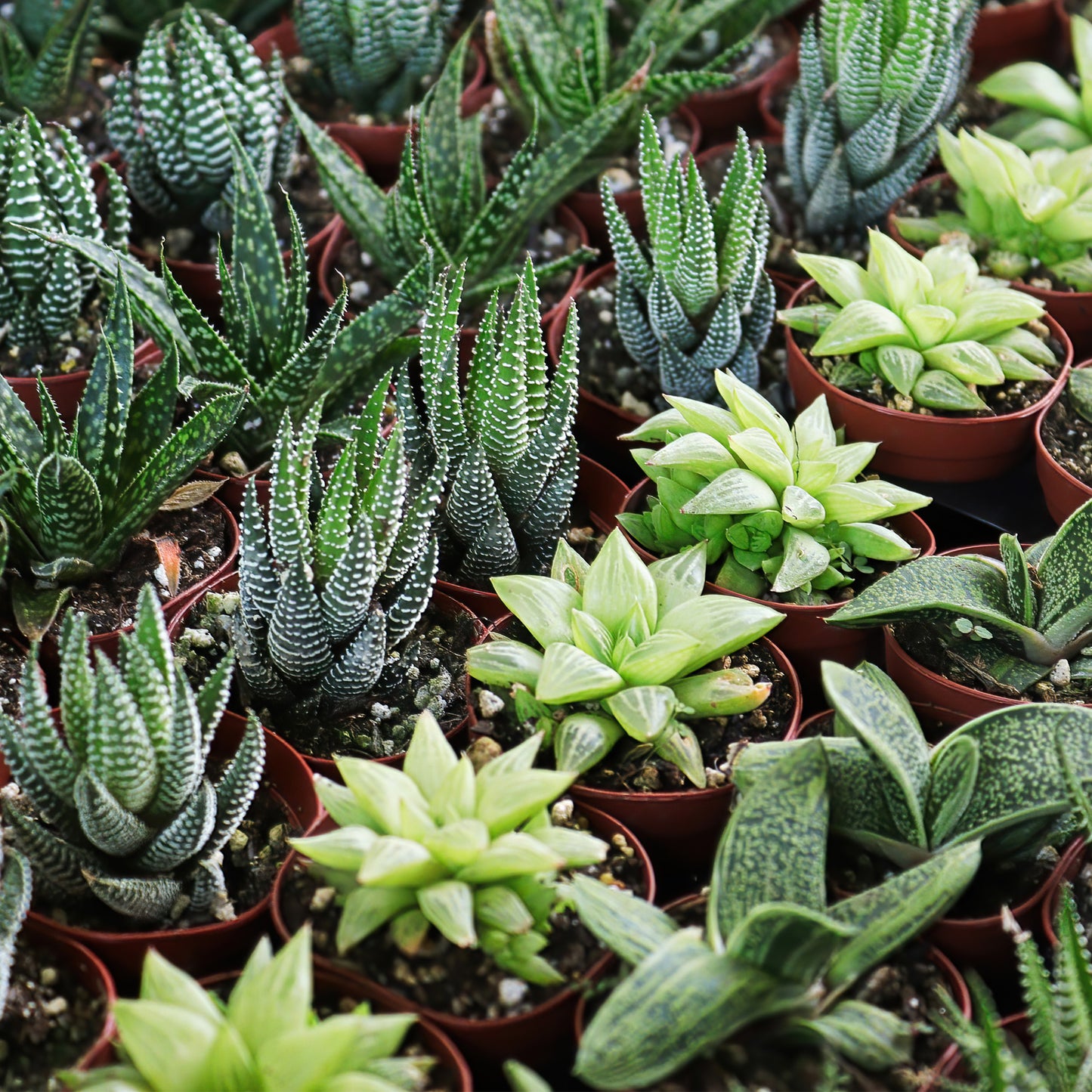 Assortment of Haworthia