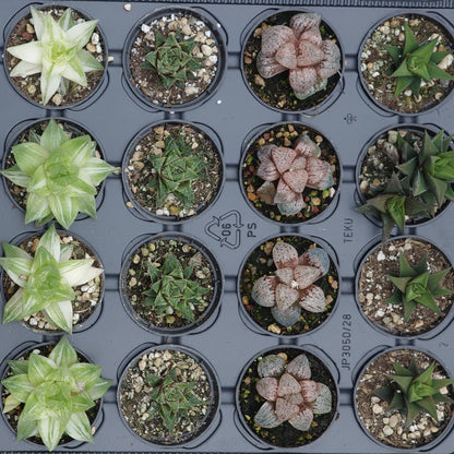 Assortment of Haworthia