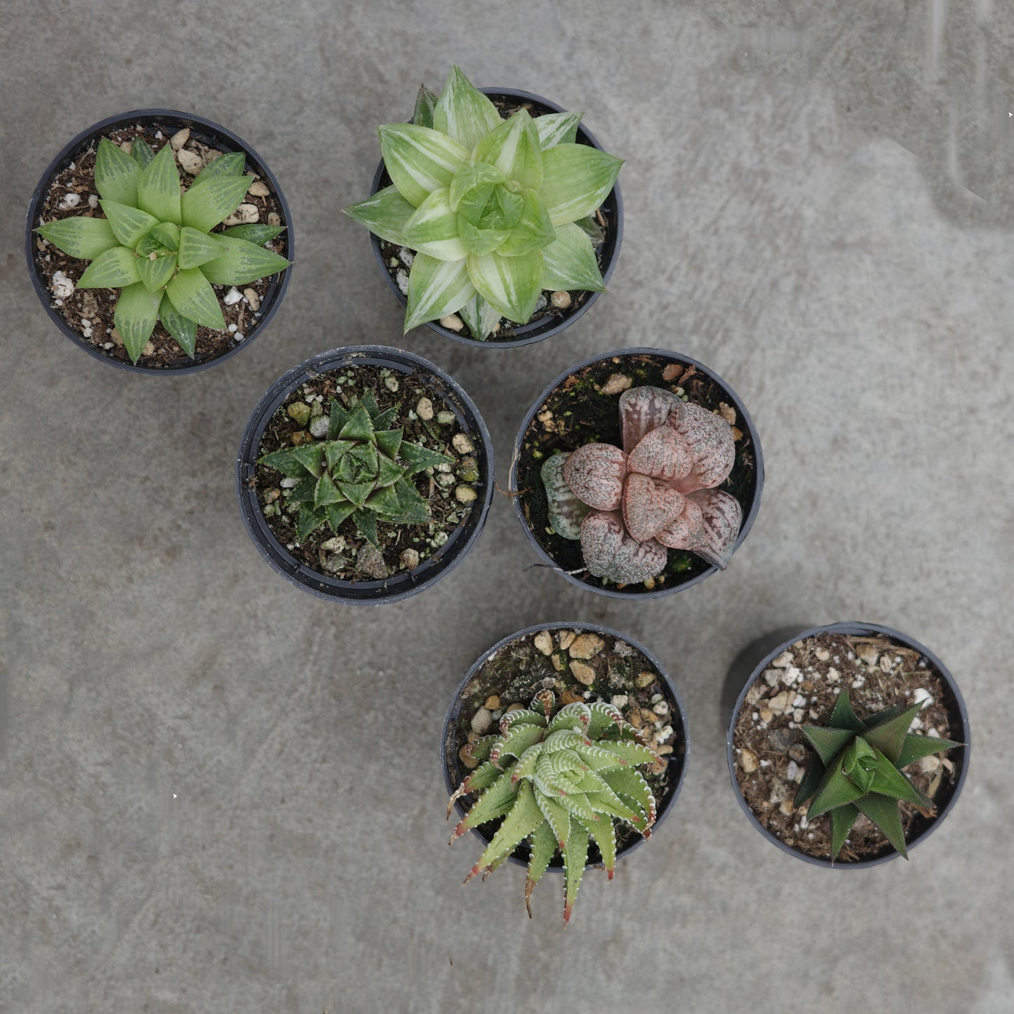 Assortment of Haworthia