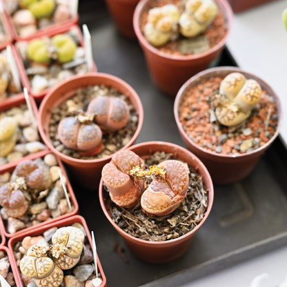 Selection of Lithops and Mesembs