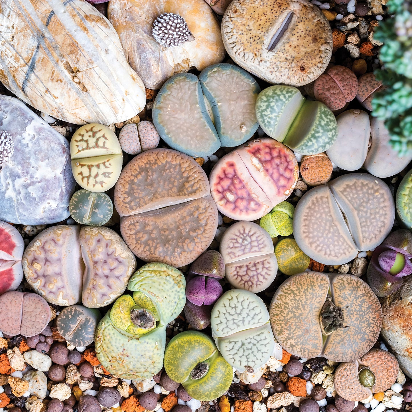 Selection of Lithops and Mesembs