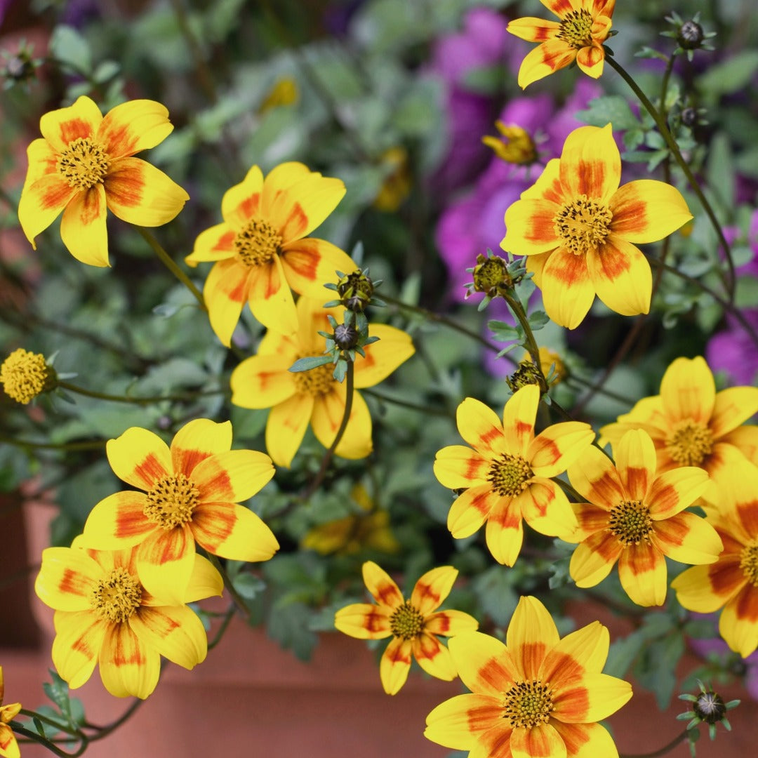 Sélection d'annuelles : Créez vos plus beaux arrangements