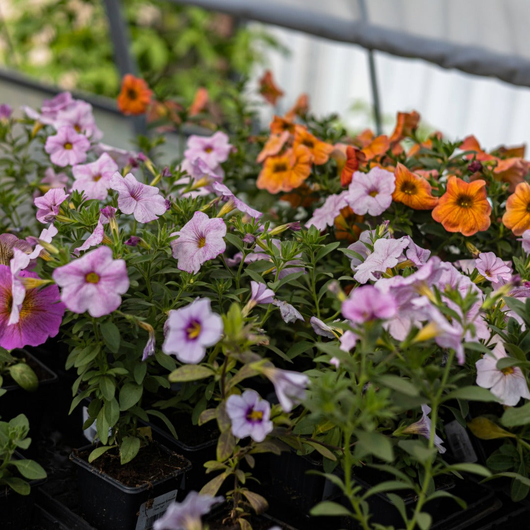 Sélection d'annuelles : Créez vos plus beaux arrangements