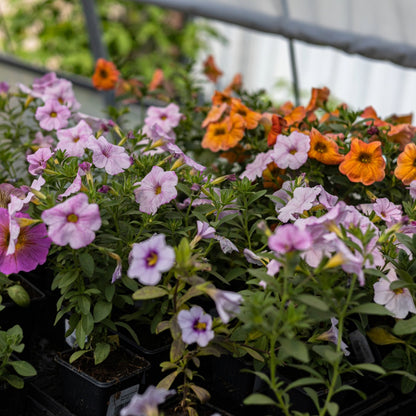 Sélection d'annuelles : Créez vos plus beaux arrangements