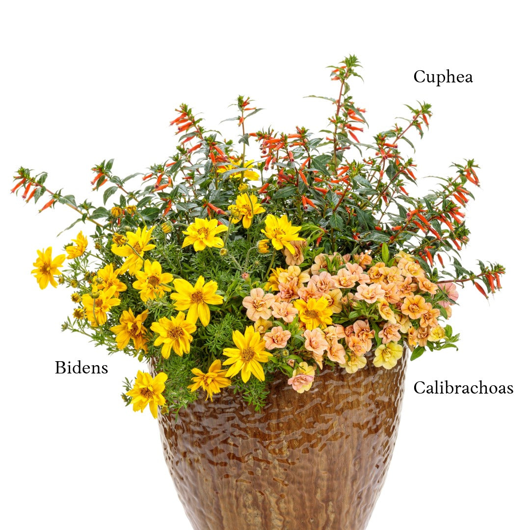 Sélection d'annuelles : Créez vos plus beaux arrangements