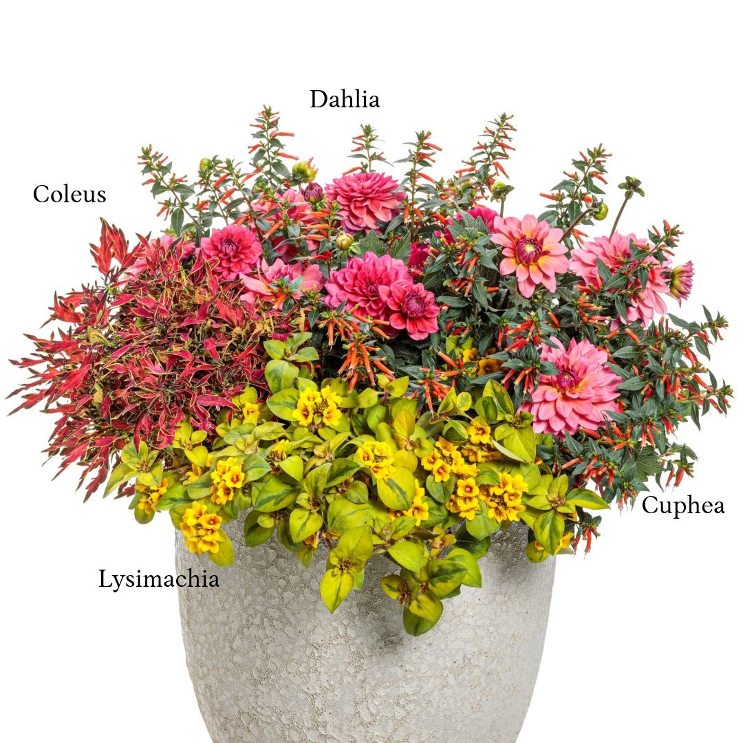 Sélection d'annuelles : Créez vos plus beaux arrangements