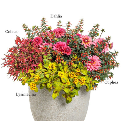 Sélection d'annuelles : Créez vos plus beaux arrangements