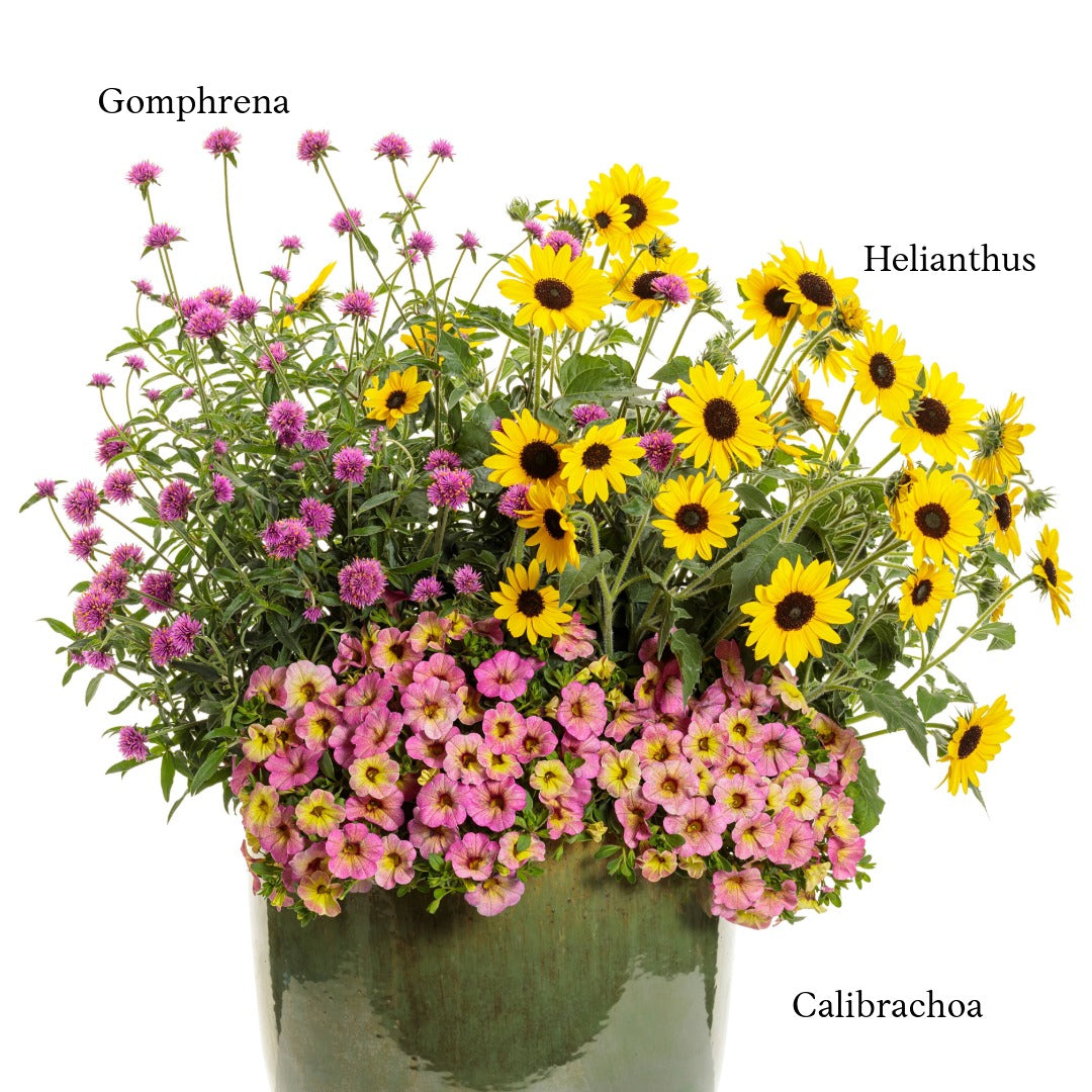 Sélection d'annuelles : Créez vos plus beaux arrangements