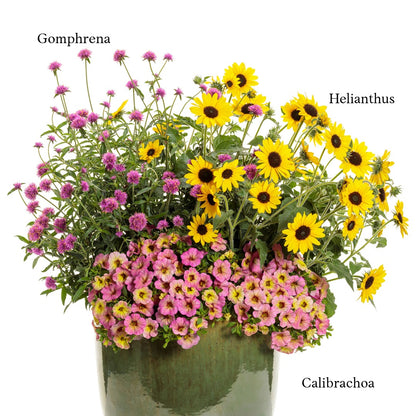 Sélection d'annuelles : Créez vos plus beaux arrangements