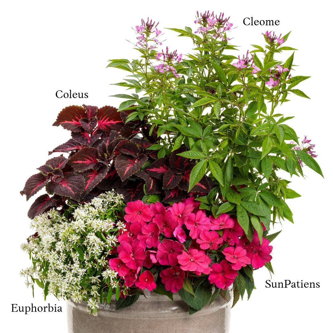 Sélection d'annuelles : Créez vos plus beaux arrangements
