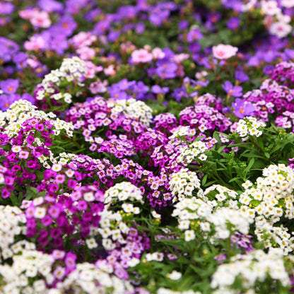 Sélection d'annuelles : Créez vos plus beaux arrangements