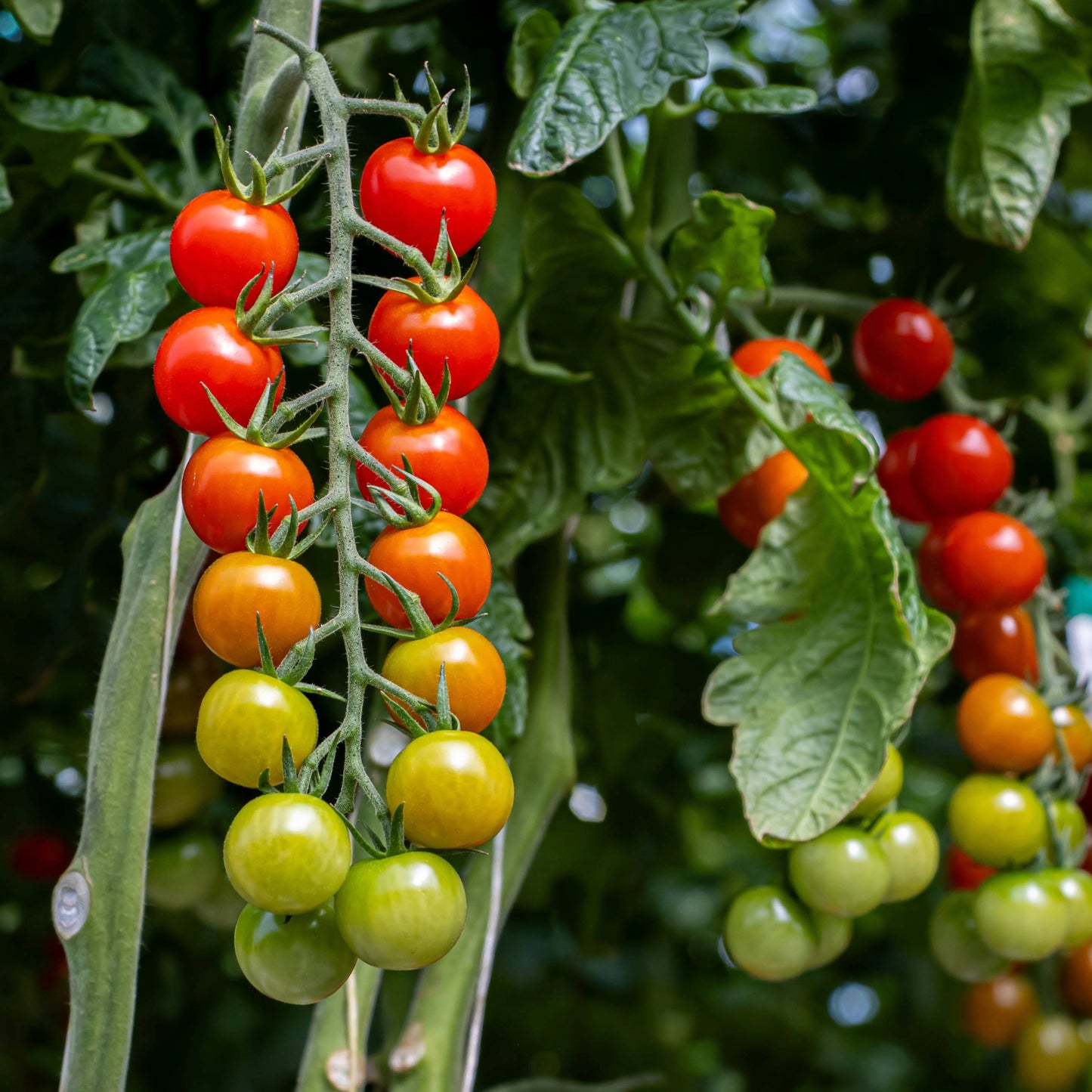 Selection of tomato plants