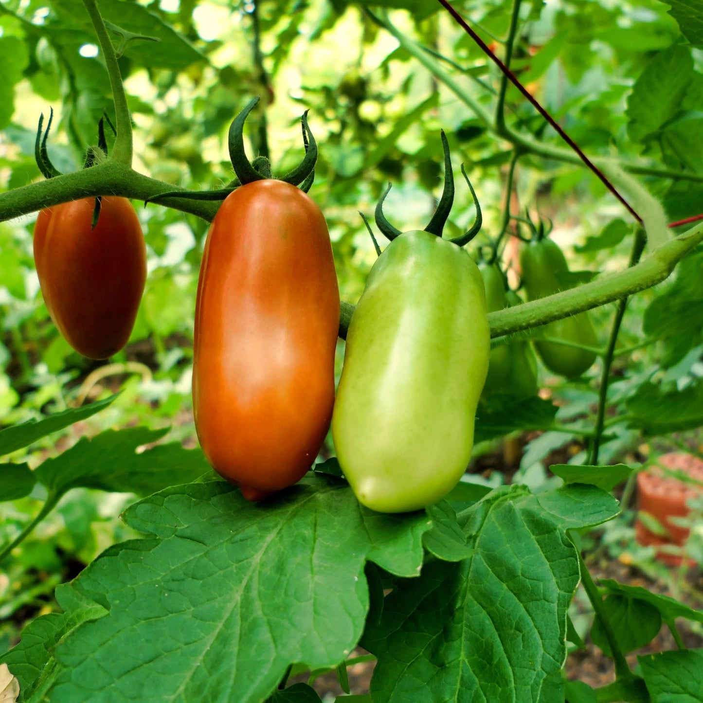 Selection of tomato plants