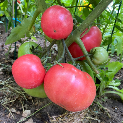 Selection of tomato plants