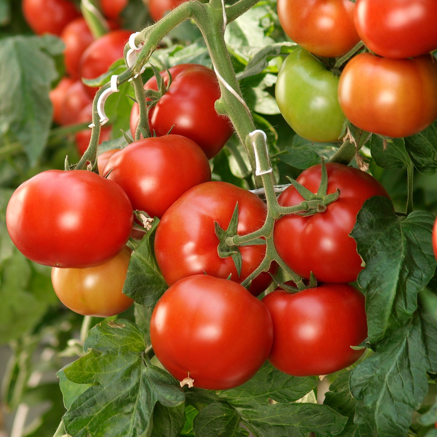 Selection of tomato plants