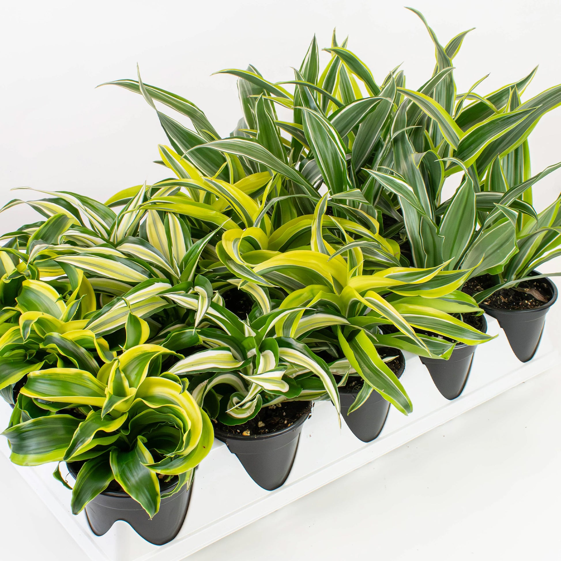 types de dracaena Sélection de Dracaenas – Jardineries Botanix
