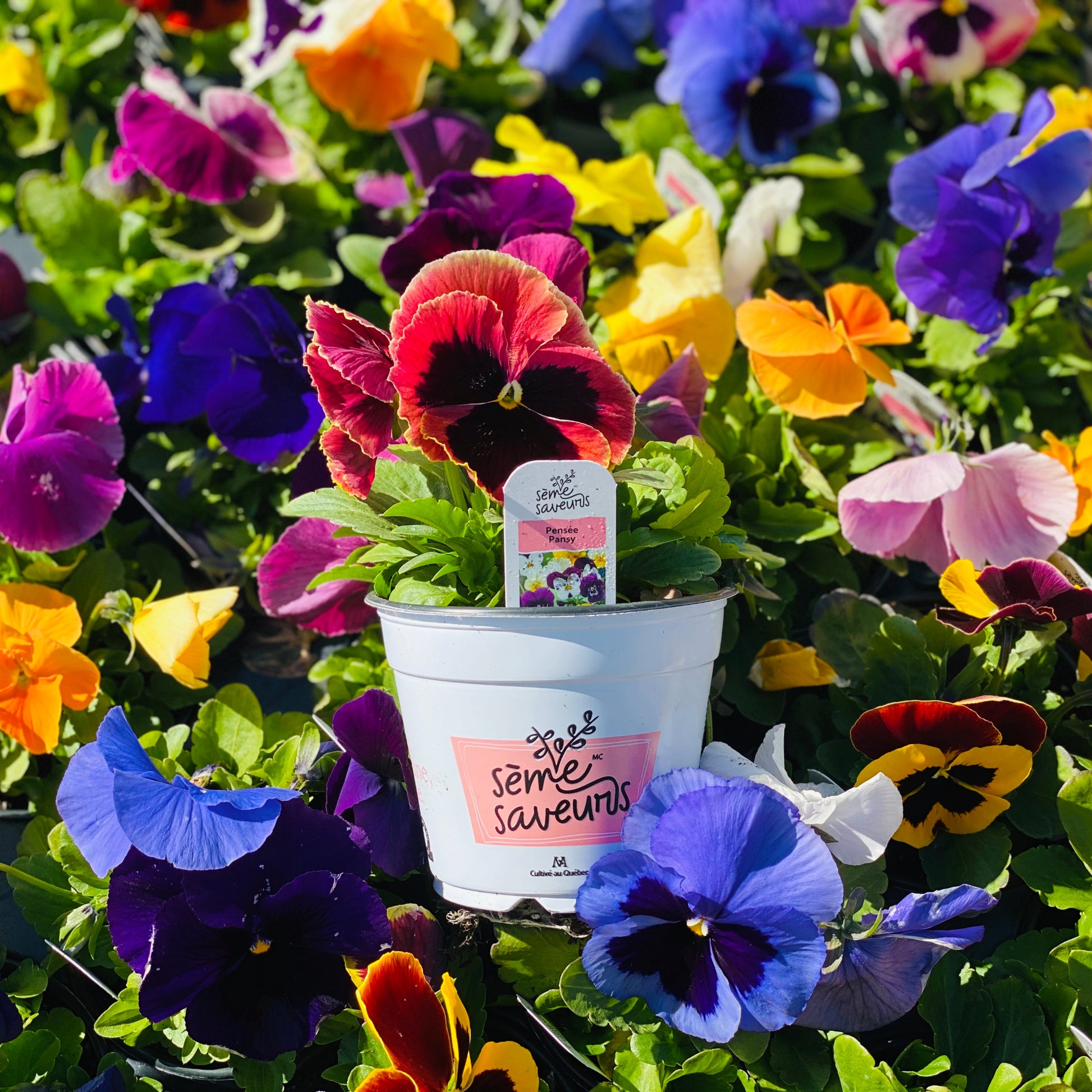 best edible plants for pots Edible Flowers in Pots: Assorted Selection for Cooking and Gardening