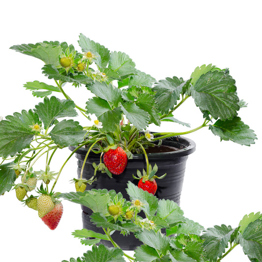 Selection of strawberry plants in 1 gallon