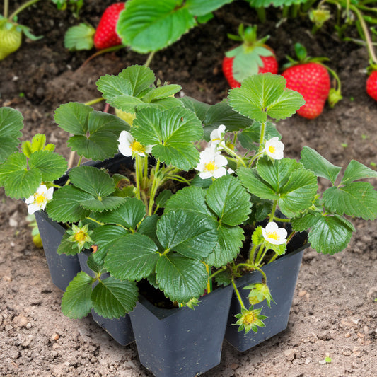 Selection of strawberry plants in 6-pack