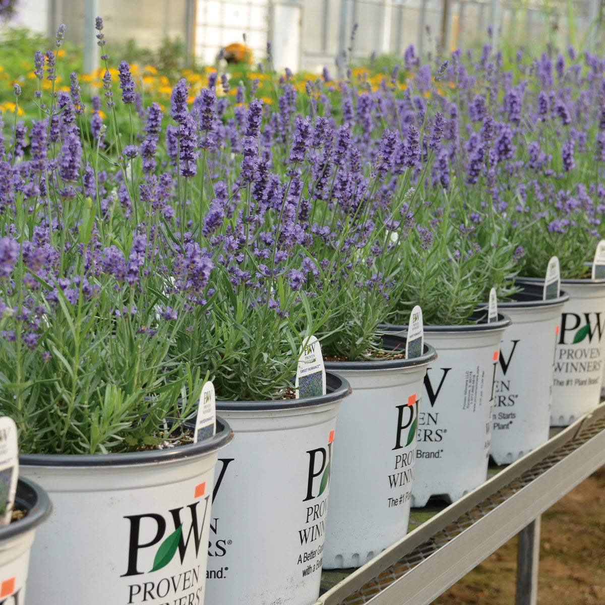 Botanix Exclusive: Exceptional Proven Winners Perennial Selection ...