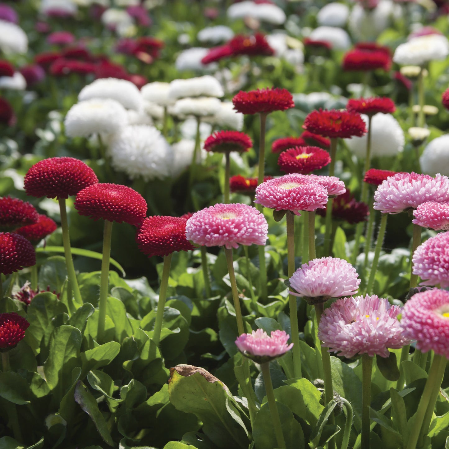 Selection of assorted perennials