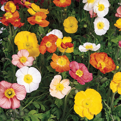 Selection of assorted perennials