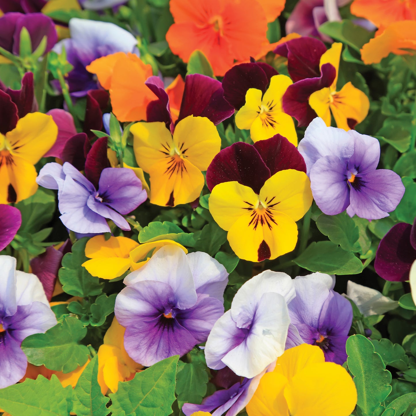 Selection of assorted perennials