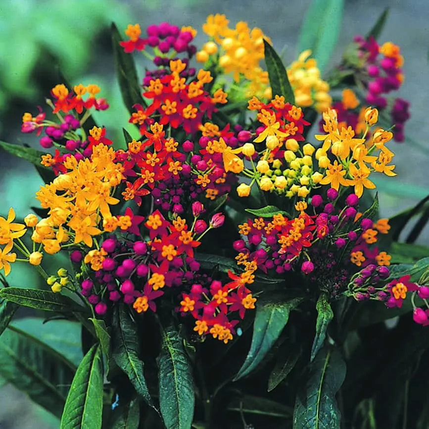 Asclepias 'Red Butterfly' - Seeds