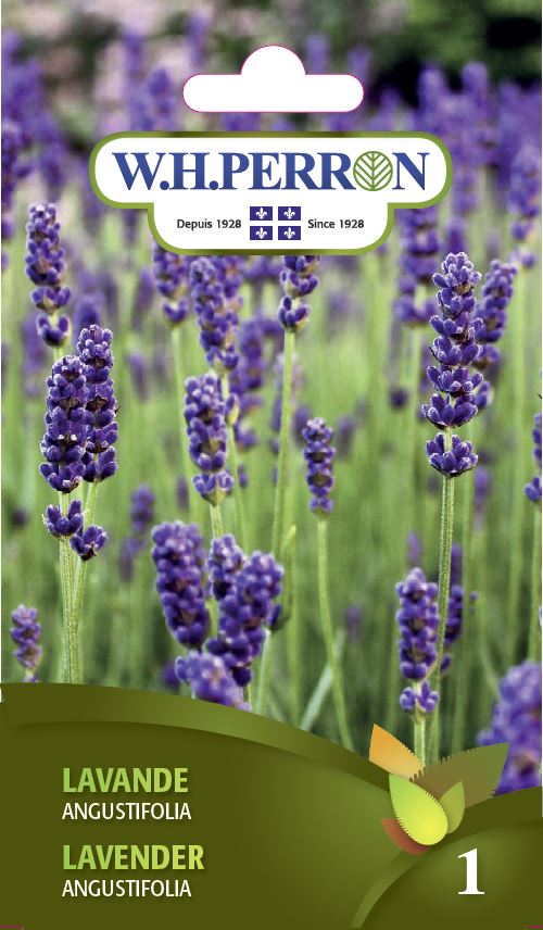 Lavender 'Angustifolia' - Seeds
