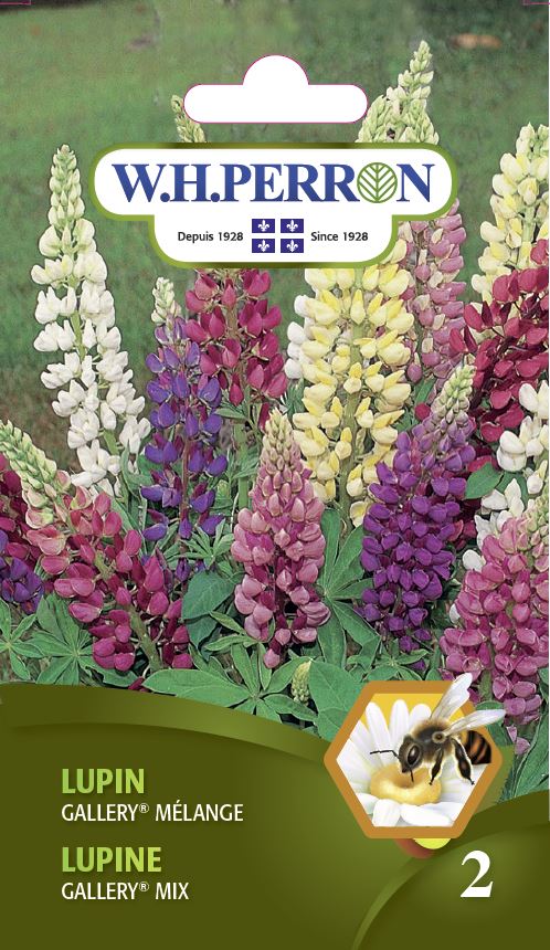 Lupine 'Gallery® Mix' - Seeds