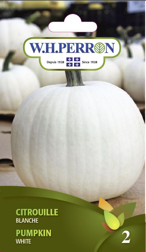 Pumpkin 'White' - Seeds
