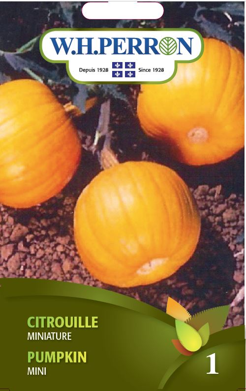 Pumpkin 'Mini' - Seeds