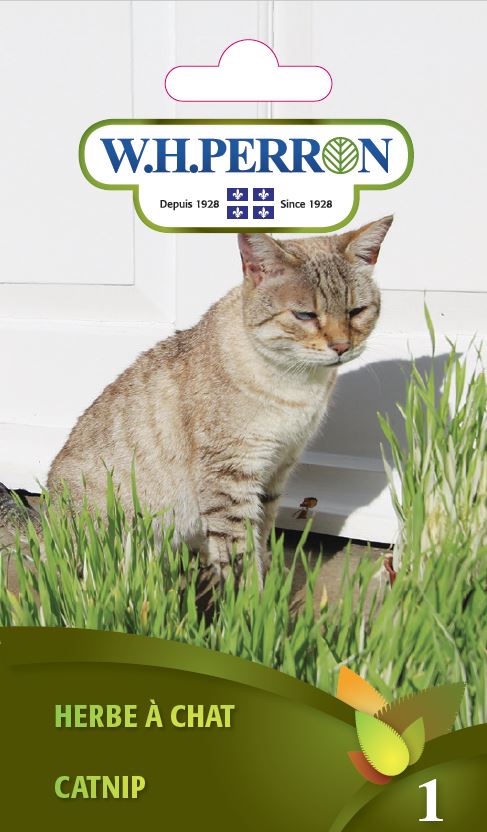 Herbe à chat - Semences