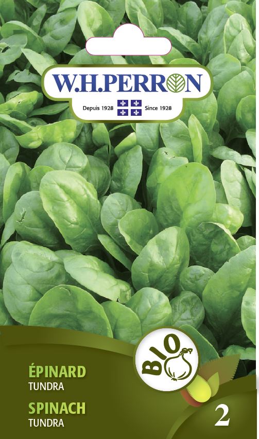 Spinach 'Tundra' - Seeds