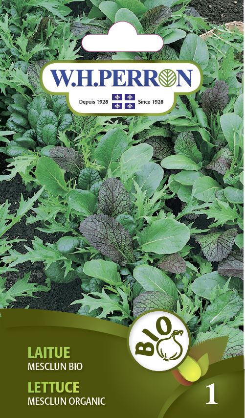 Lettuce 'Mesclun Organic' - Seeds