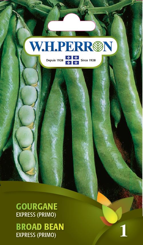 Broad bean 'Express (Primo)' - Seeds