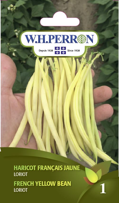 French yellow bean 'Loriot' - Seeds