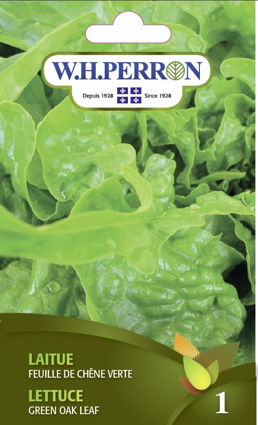 Lettuce 'Green Oak Leaf' - Seeds