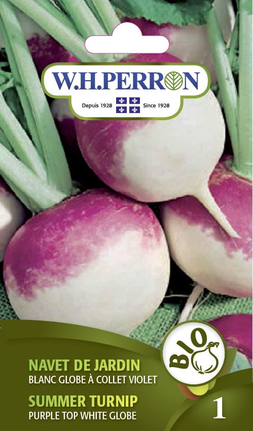 Summer turnip 'Purple Top White Globe' - Seeds
