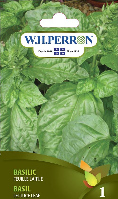 Basil 'Lettuce Leaf' - Seeds