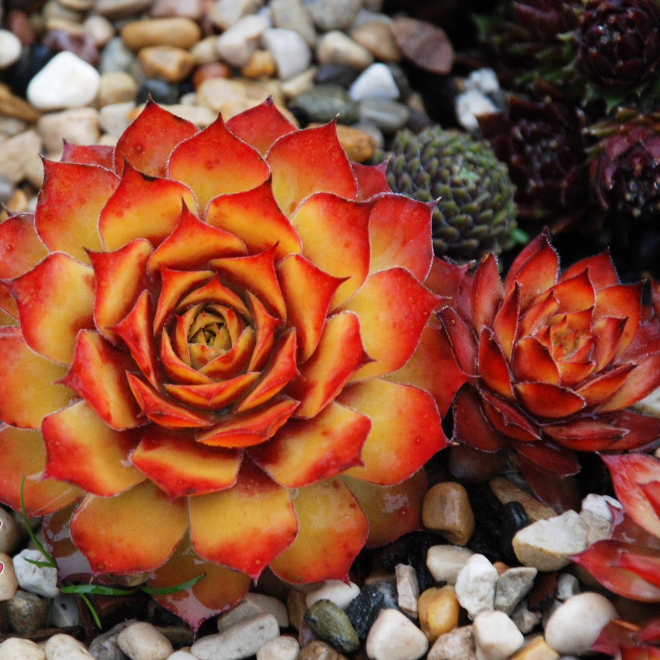 Sempervivum CHICK CHARMS® 'Gold Rush' / Joubarbe Jaune Orangé