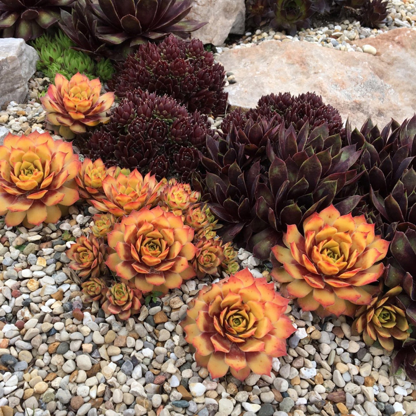 GOLD NUGGET® Hen-and-Chicks