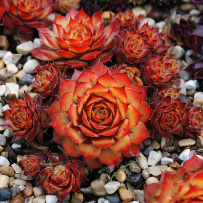 GOLD NUGGET® Hen-and-Chicks