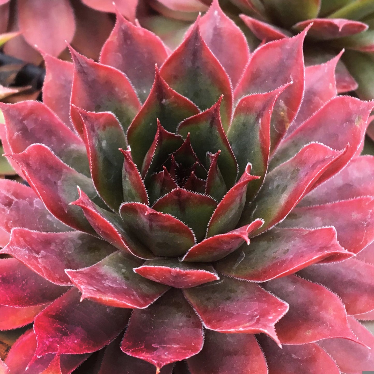 Hen-and-Chicks