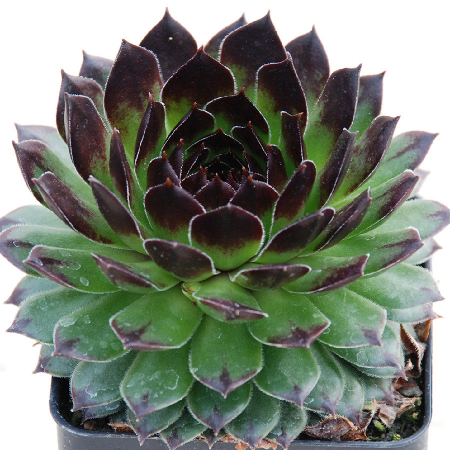 black hens and chicks succulent Sempervivum (Hens and Chicks): The Ultra-Hardy Succulent Perennial for Quebec
