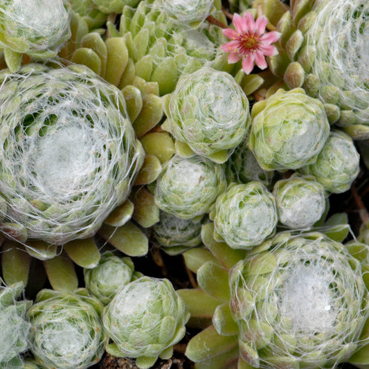 Hen-and-Chicks