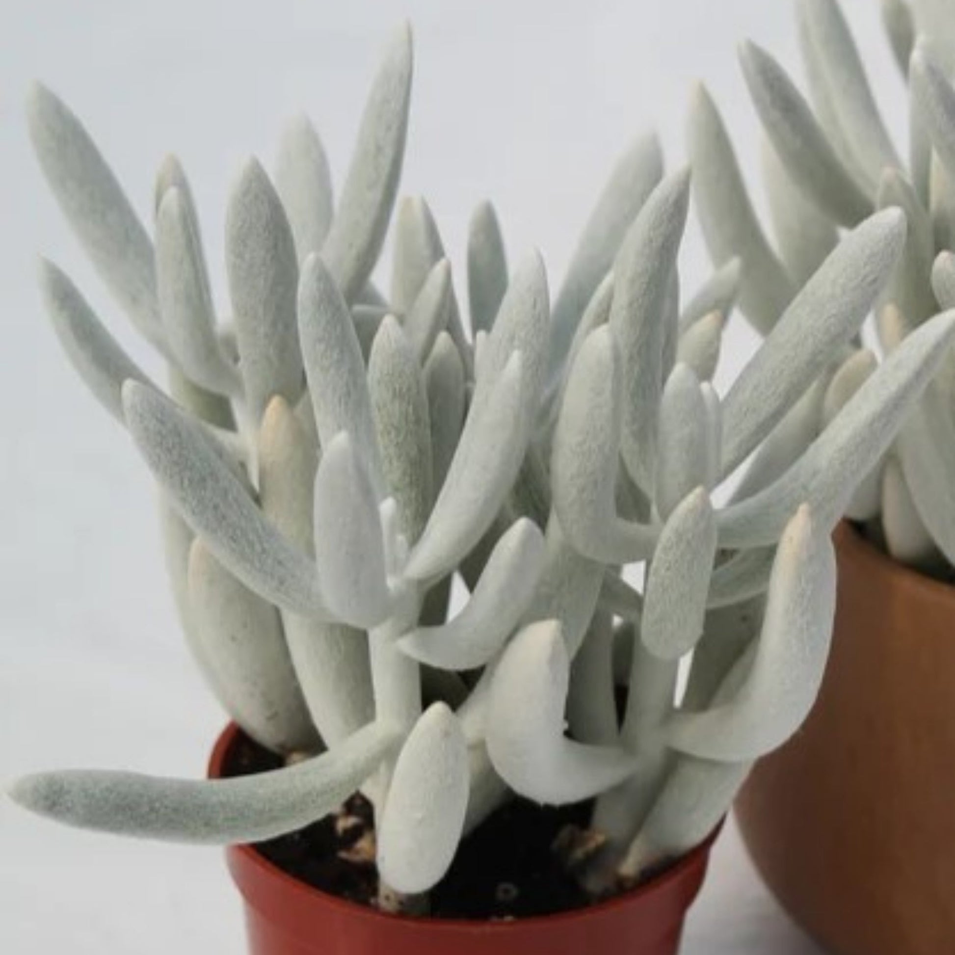 senecio cocoon succulent Cocoon Plant, Wooly Senecio – Jardineries Botanix