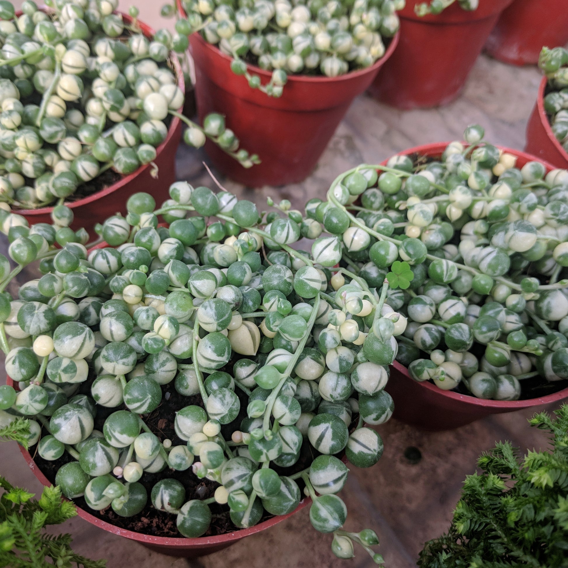 variegated string of pearls succulent Variegated String of Pearls | Senecio rowleyanus variegatus