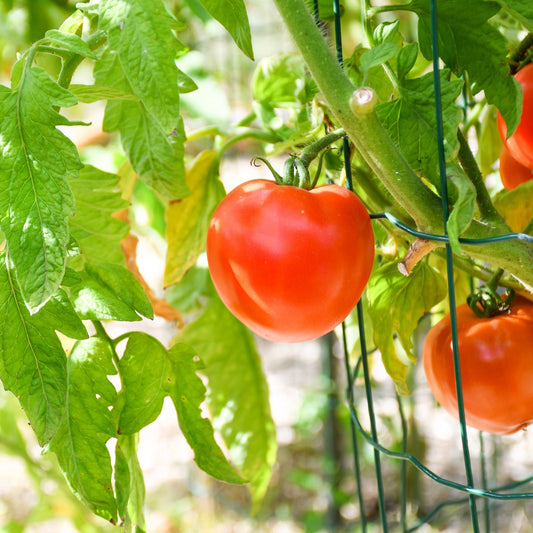 Tomate rouge 'Beefsteak'