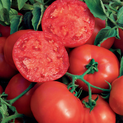 Tomate rouge 'Beefsteak'